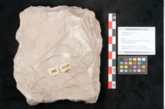 Foto (Objekt + Etikett) von Trigonocarpus sp.  (NHMW-GEO-2024-0188-11150)